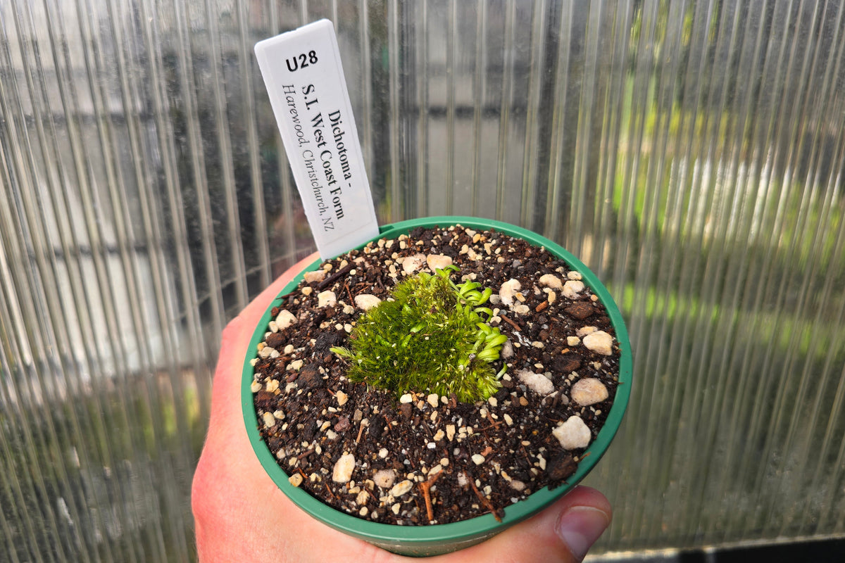Utricularia dichotoma - S.I. West Coast Form (Harewood, Christchurch, NZ) - Terrestrial Fairy Aprons Bladderwort