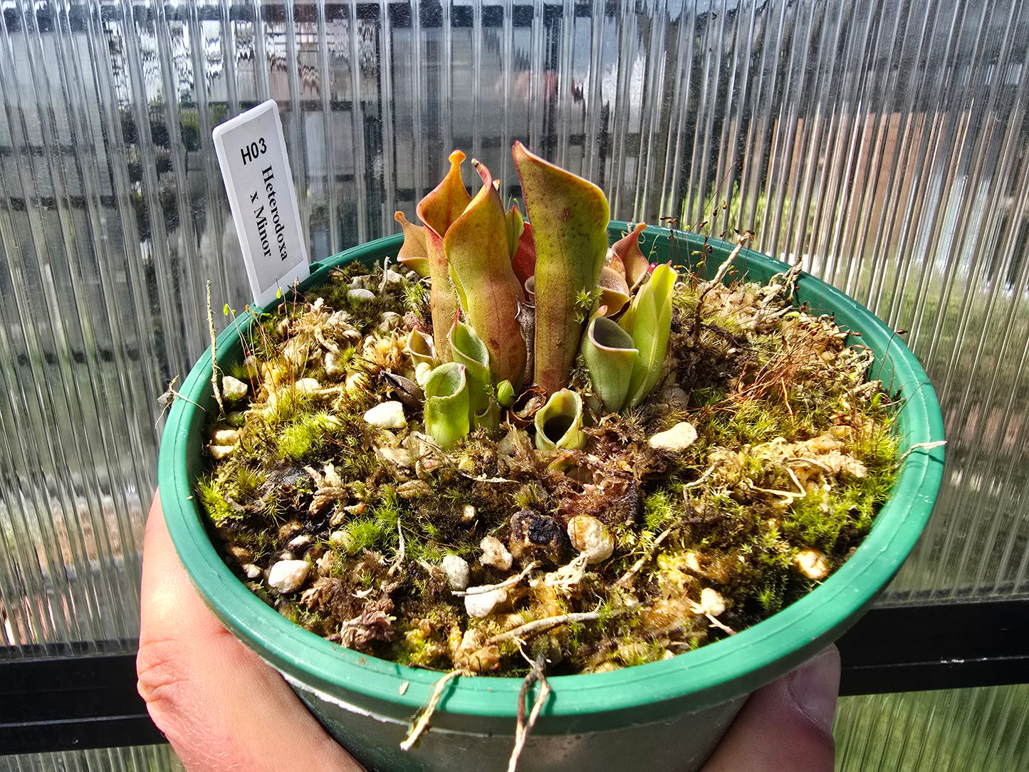 Heliamphora heterodoxa x minor - Sun Pitcher