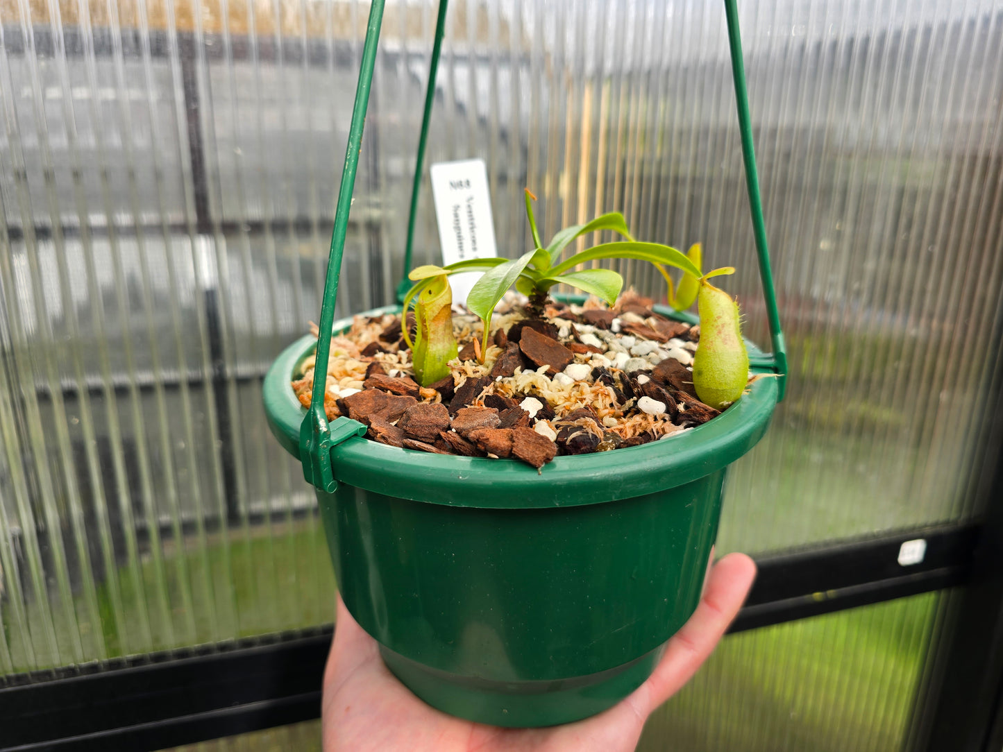 Nepenthes ventricosa x sanguinea - Highland Tropical Pitcher Plant
