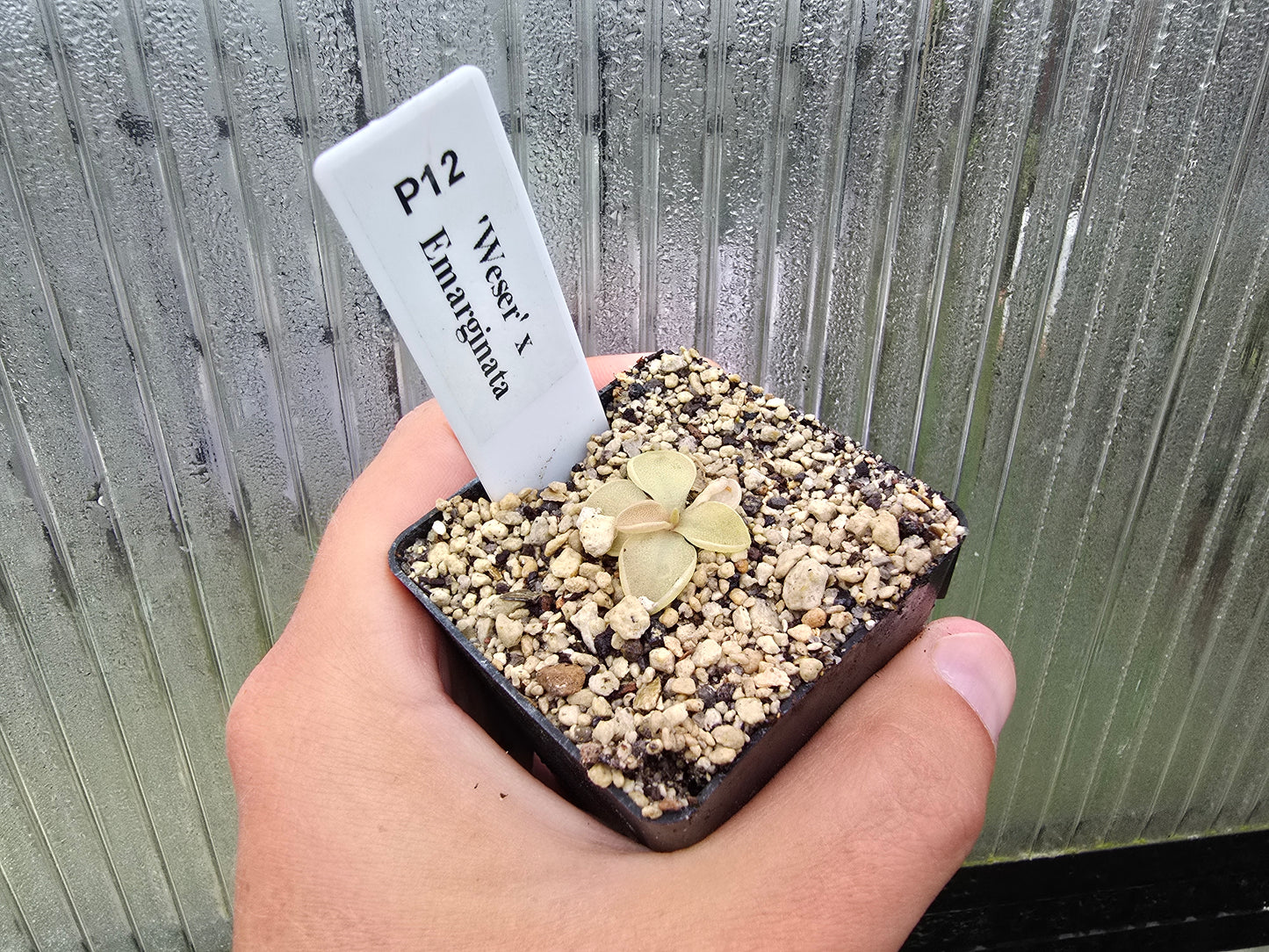 Pinguicula 'Weser' x emarginata - Mexican Butterwort