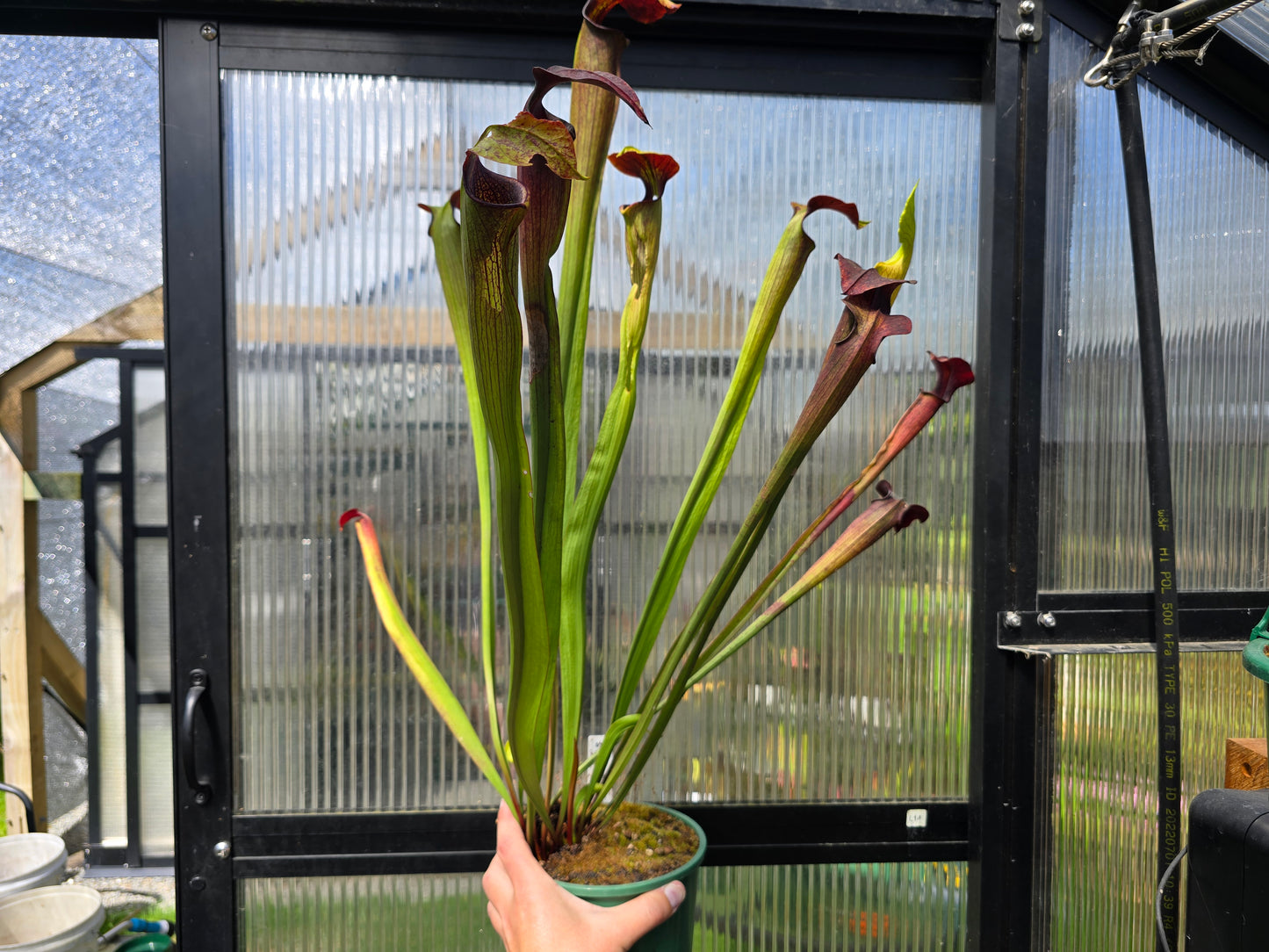 Sarracenia alata var. rubrioperculata - American Pitcher Plant