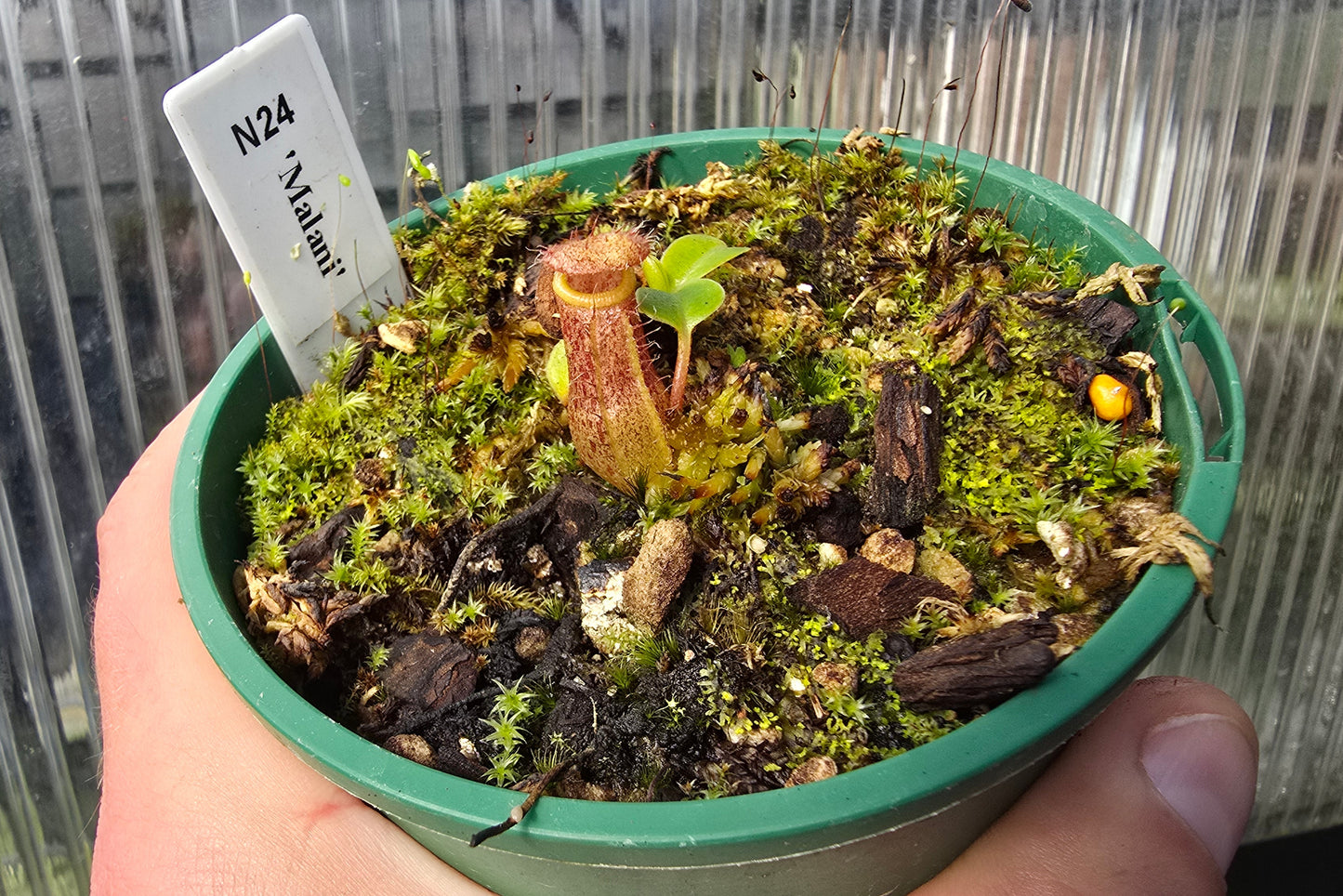 Nepenthes 'Malani' - Highland Tropical Pitcher Plant