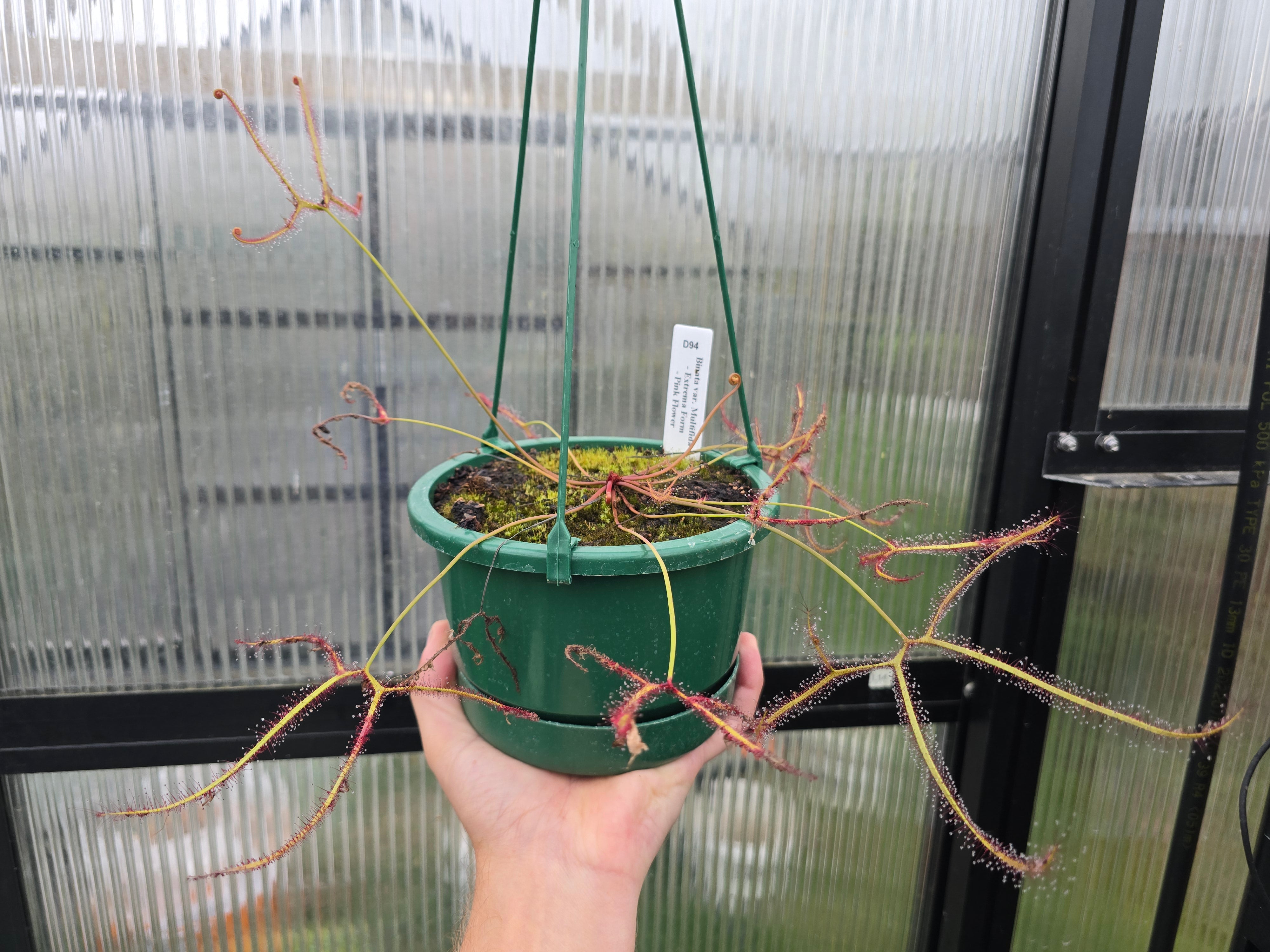 Drosera binata var. multifida 
