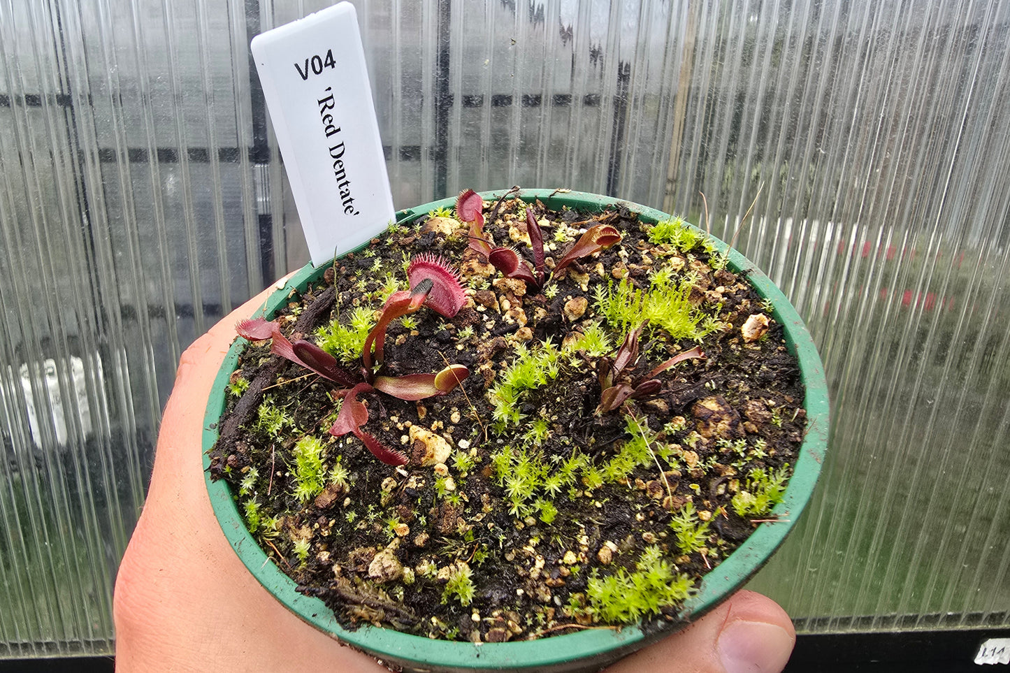 Dionaea muscipula 'Red Dentate' - Venus Fly Trap