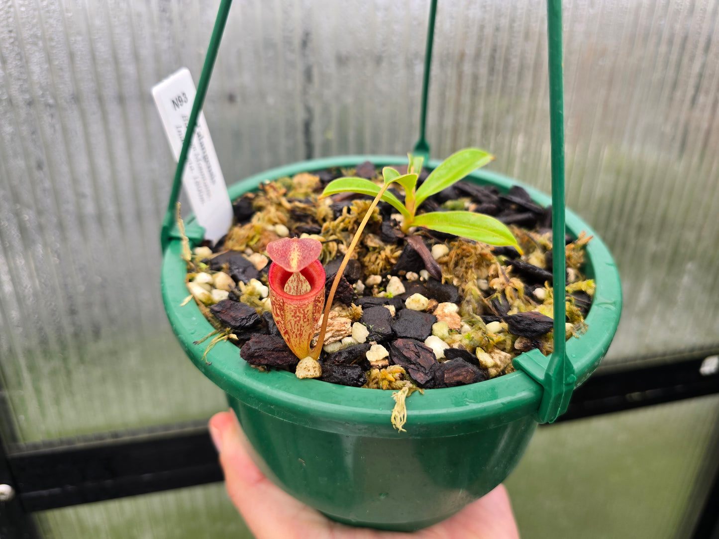 Nepenthes talangensis (Barisan Mountains, Indonesia) - Highland Tropical Pitcher Plant