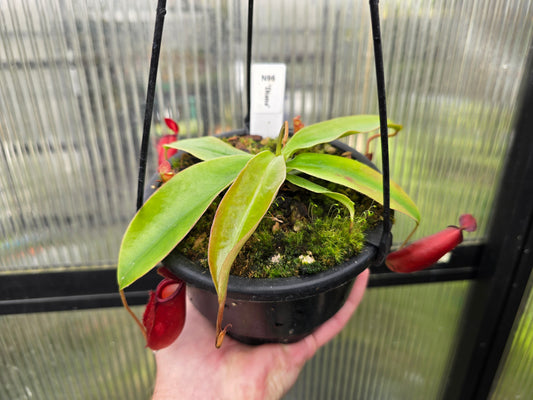 Nepenthes 'Diana' - BE-3492 - Intermediate Tropical Pitcher Plant