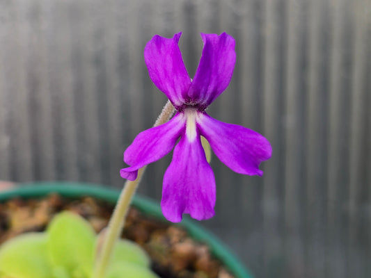 Pinguicula moranensis 'Huajuapan' - Mexican Butterwort