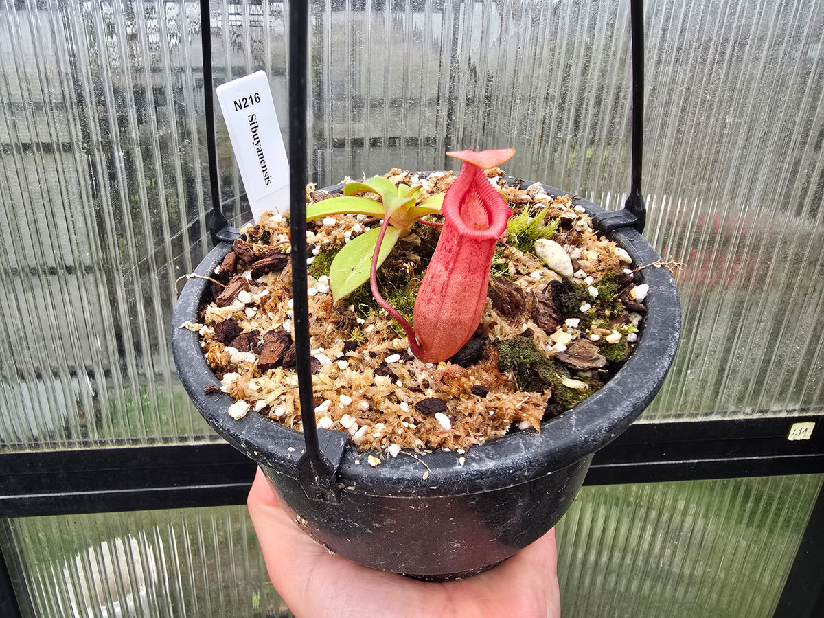 Nepenthes sibuyanensis - Intermediate Tropical Pitcher Plant