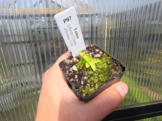 Pinguicula lutea (Liberty County, Florida, USA) - Warm Temperate Yellow Butterwort