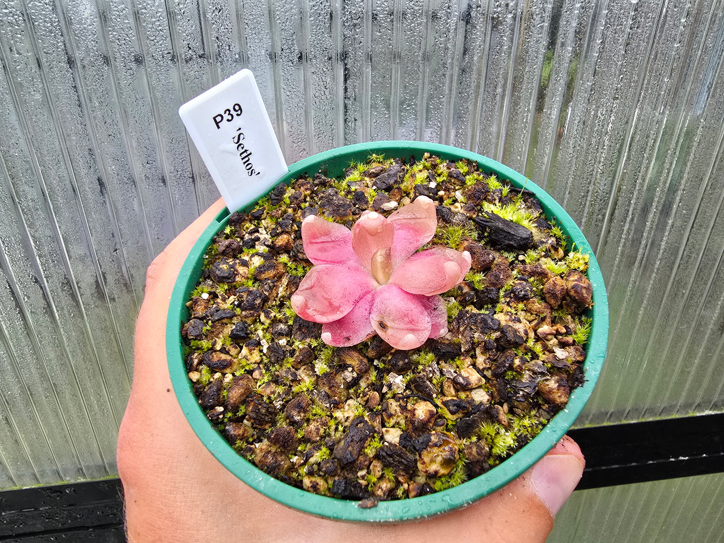 Pinguicula 'Sethos' - Mexican Butterwort