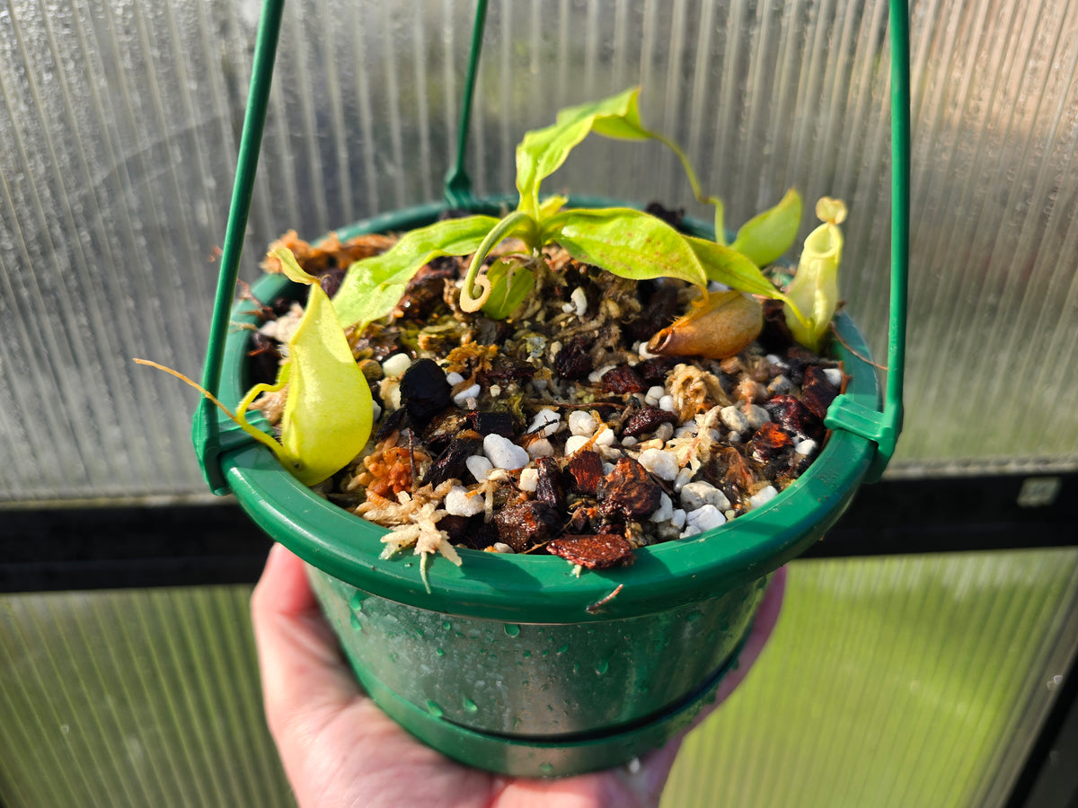 Nepenthes Lowland Assorted Hybrids - Lowland Tropical Pitcher Plant
