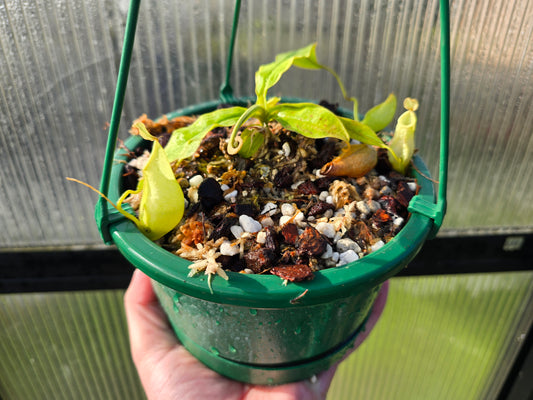 Nepenthes Lowland Assorted Hybrids - Lowland Tropical Pitcher Plant