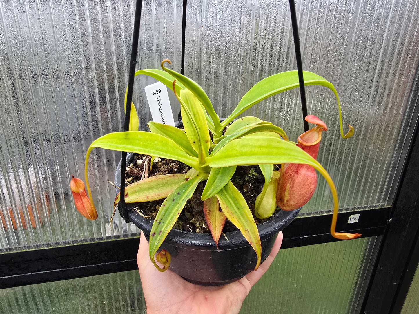 Nepenthes madagascariensis - Intermediate Tropical Pitcher Plant
