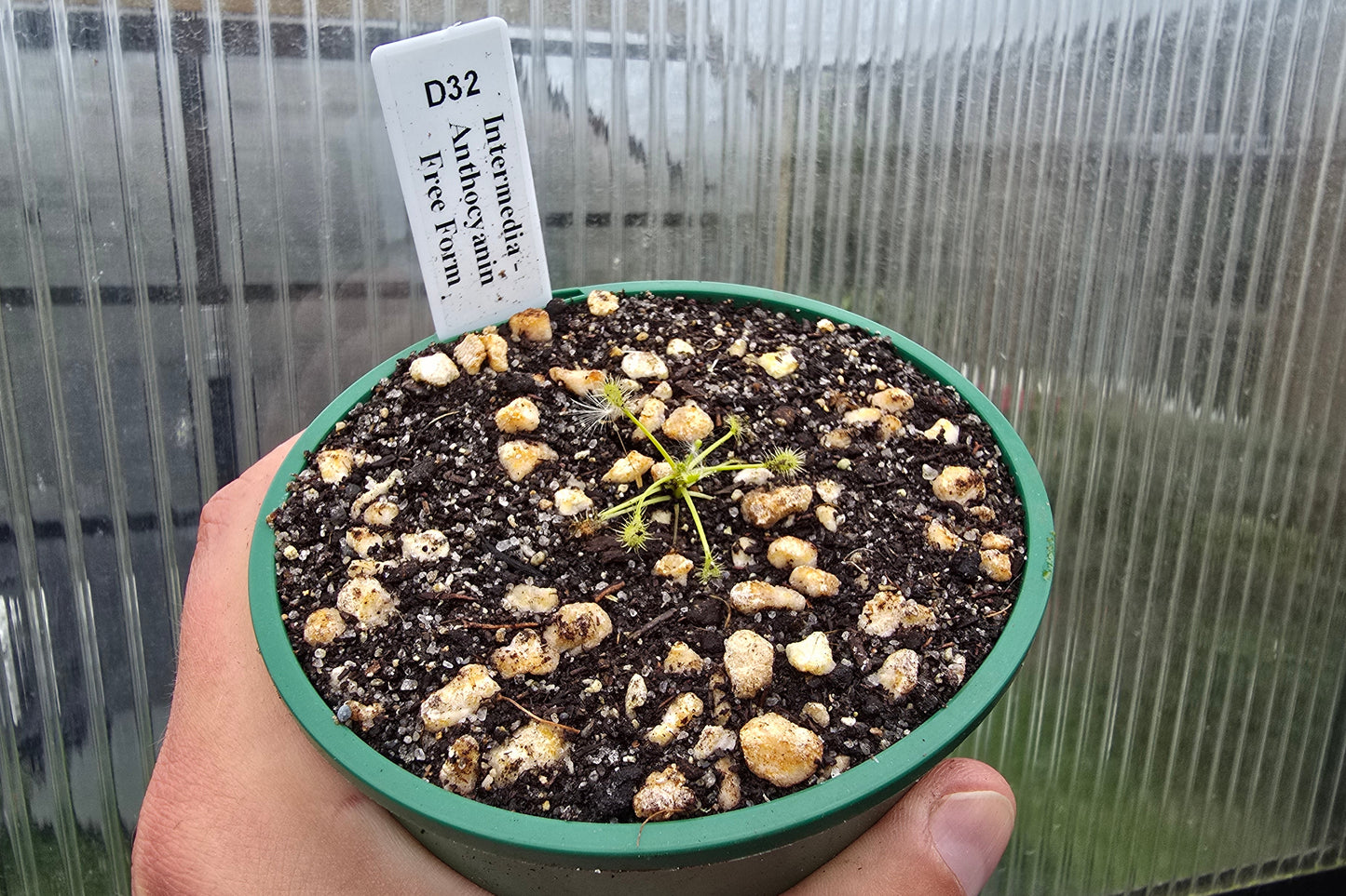 Drosera intermedia - Anthocyanin Free Form - The Oblong-leaved Sundew