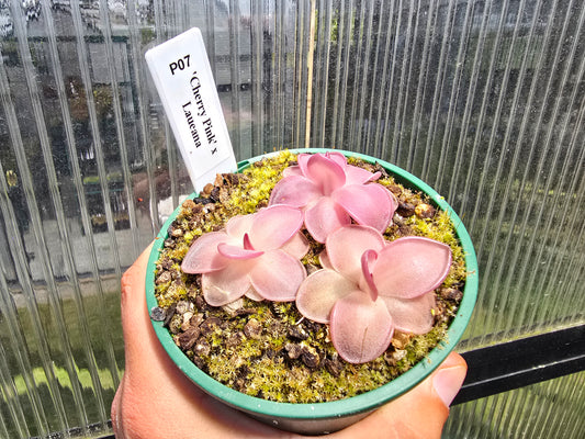 Pinguicula 'Cherry Pink' x laueana - Mexican Butterwort