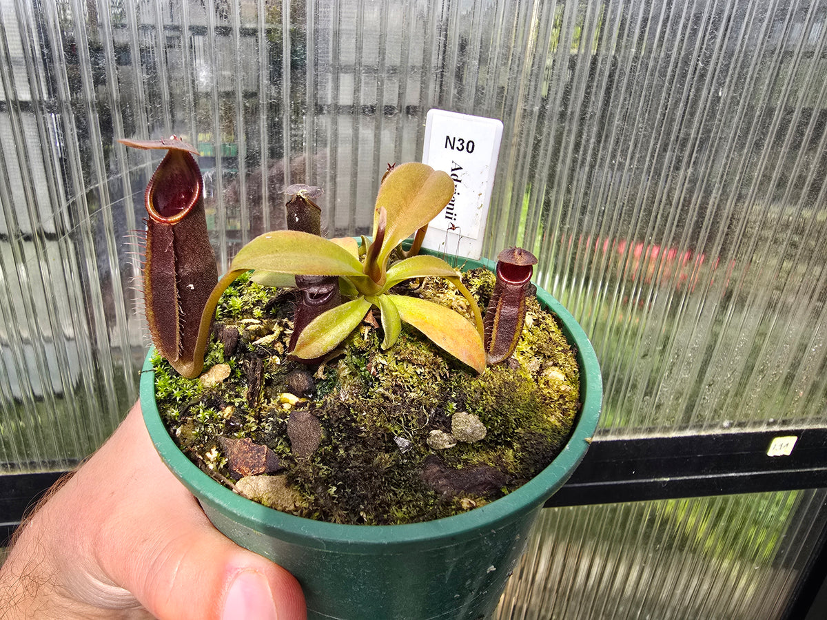 Nepenthes adrianii - Highland Tropical Pitcher Plant