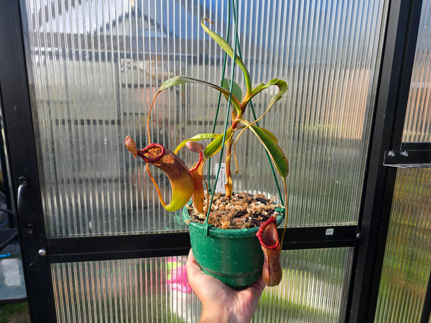 Nepenthes truncata x 'Rebecca Soper' - Intermediate Tropical Pitcher Plant