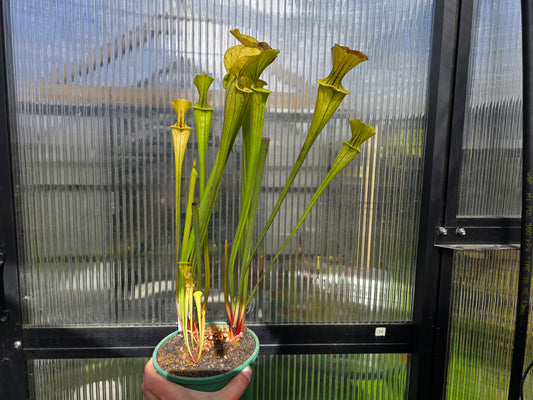SEED - Sarracenia alata x oreophila (Texas, USA) - American Pitcher Plant - 10+ Per Packet