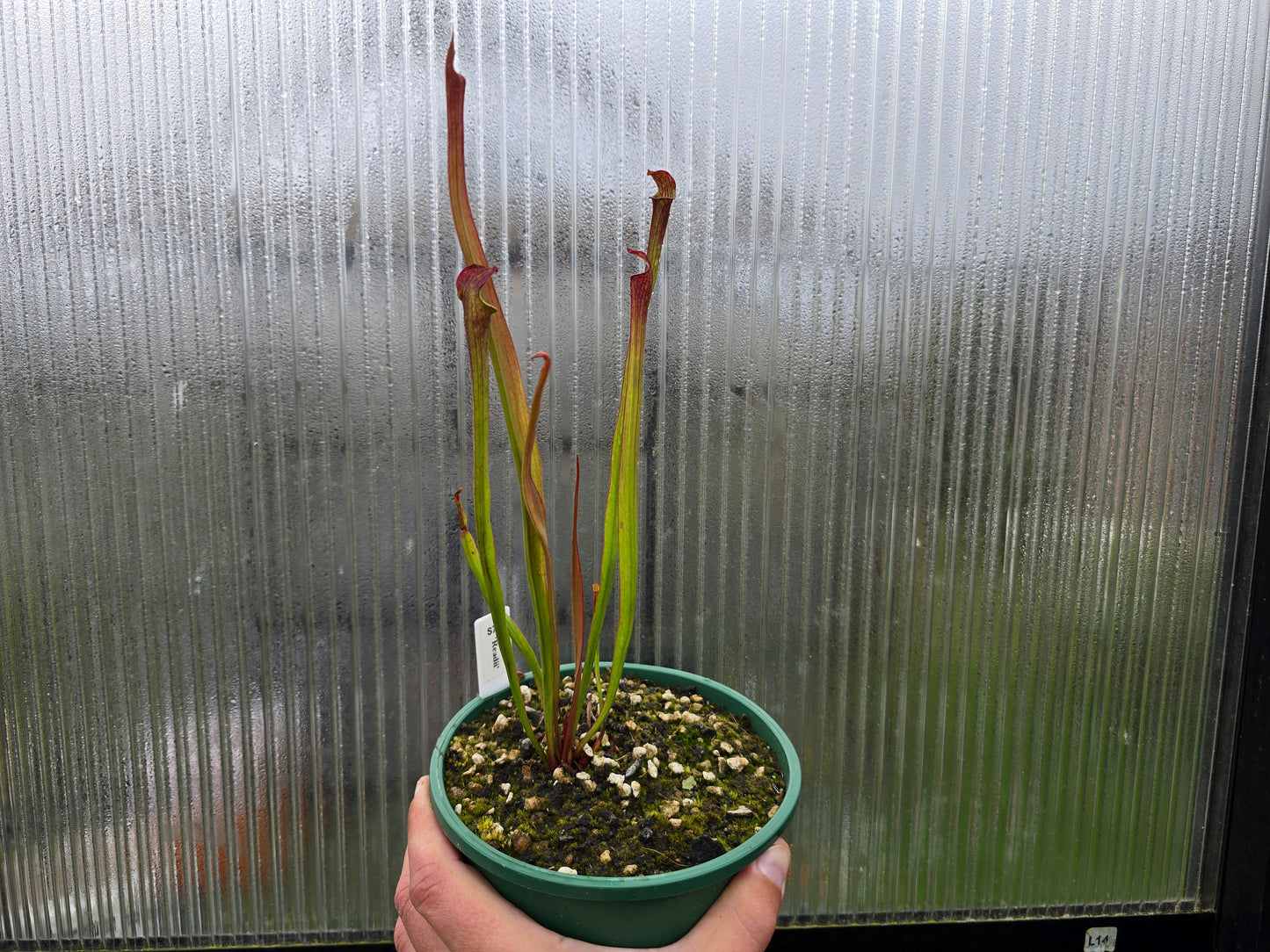 Sarracenia 'Readii' - American Pitcher Plant