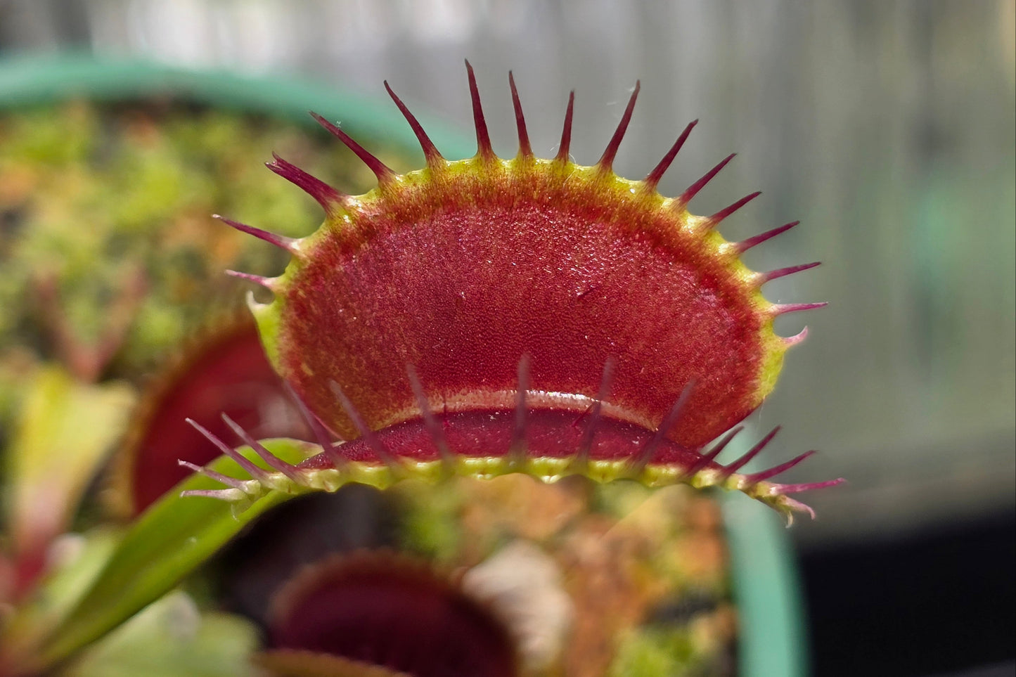 Dionaea muscipula 'Unknown' F1 - Venus Fly Trap