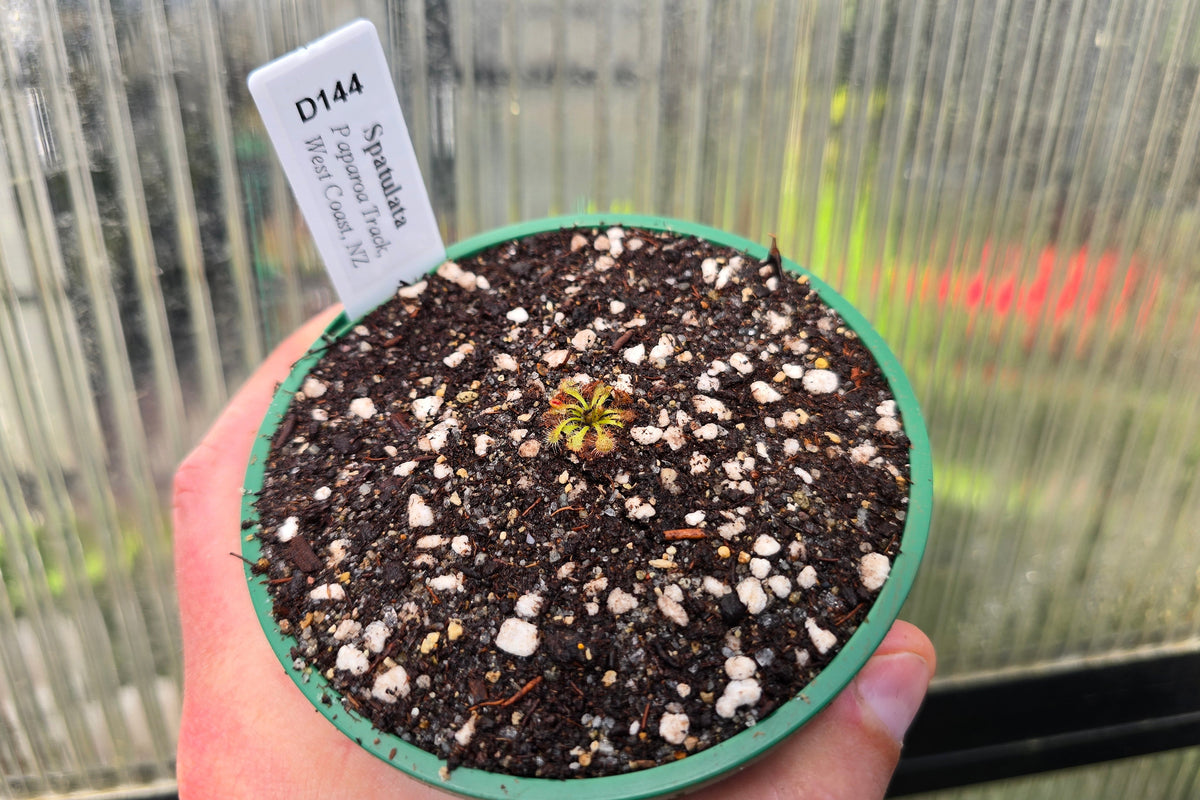 Drosera spatulata (Paparoa Track, West Coast, NZ) -  Spatula Sundew