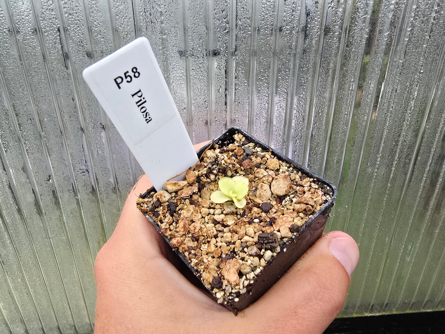 Pinguicula pilosa - Mexican Butterwort