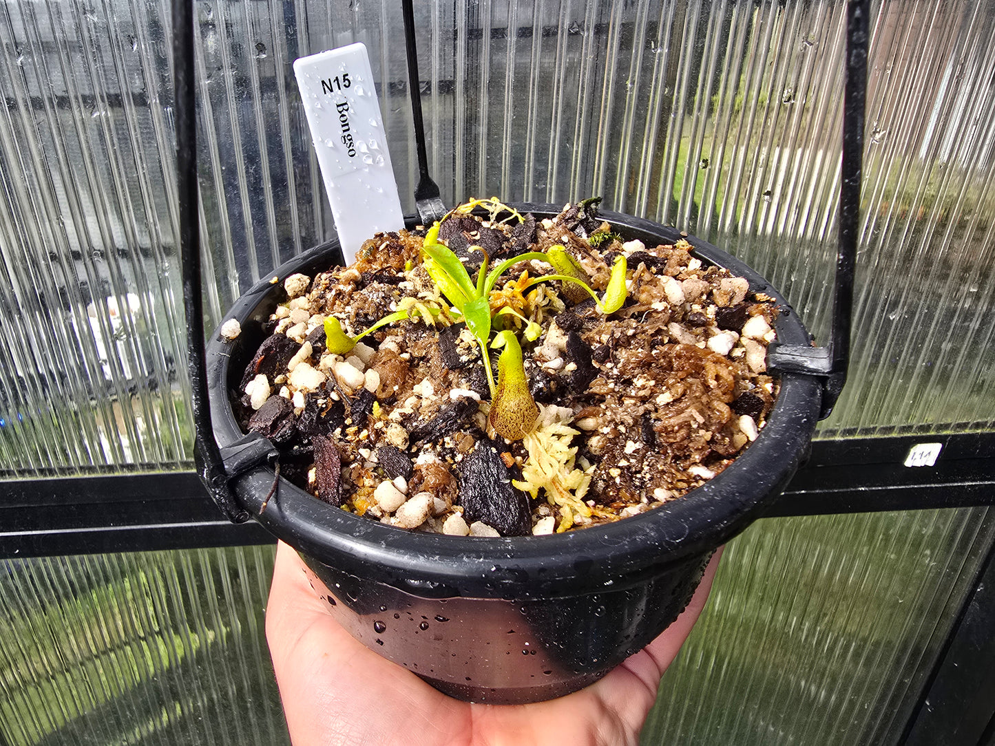 Nepenthes bongso - Highland Tropical Pitcher Plant