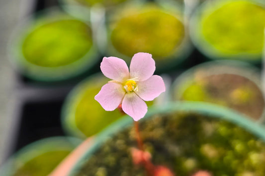Drosera 'sp. Lantau Island' (Hong Kong) - Temperate Sundew