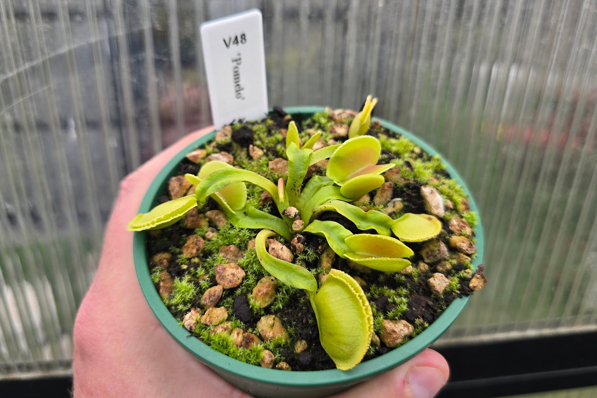 Dionaea muscipula 'Pomelo' - Venus Fly Trap