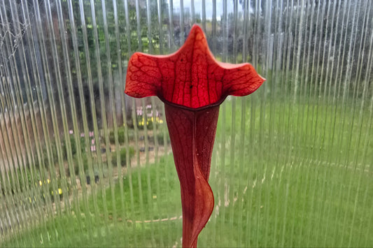 Sarracenia 'Chelsonii' - Maroon Form - American Pitcher Plant