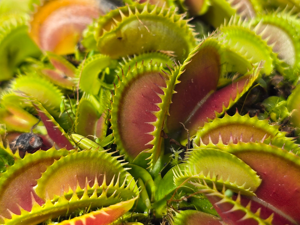 Dionaea muscipula 'Big Dracula' - Venus Fly Trap