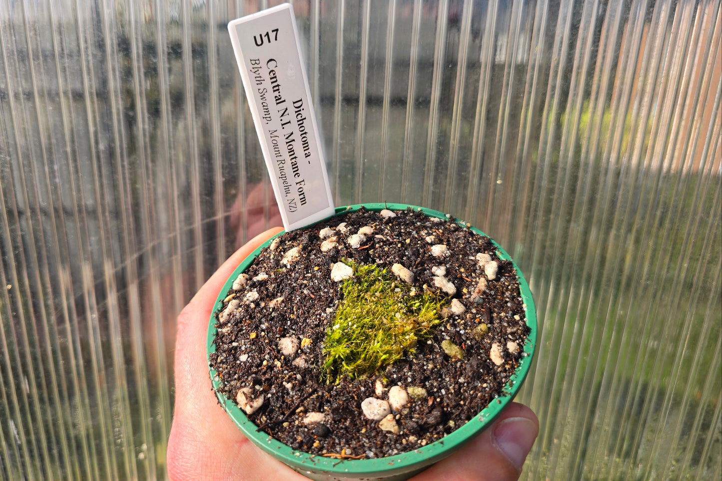 Utricularia dichotoma - Central N.I. Montane Form (Blyth Swamp,  Mount Ruapehu, NZ) - Terrestrial Bladderwort