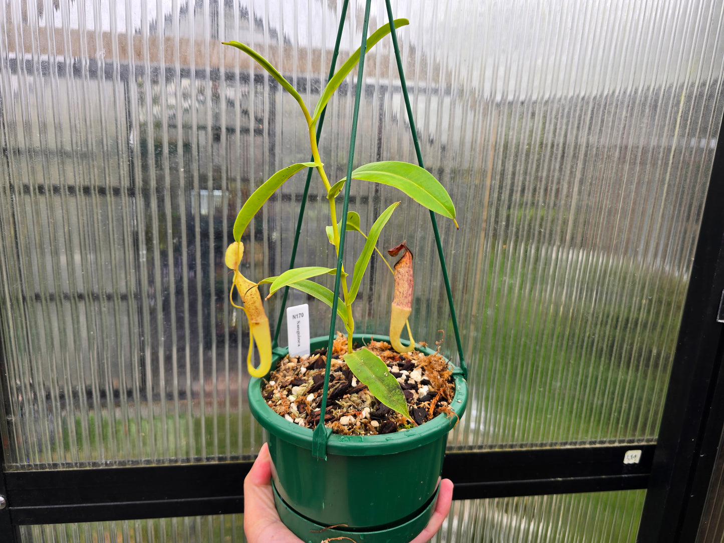 Nepenthes sanguinea - Intermediate Tropical Pitcher Plant