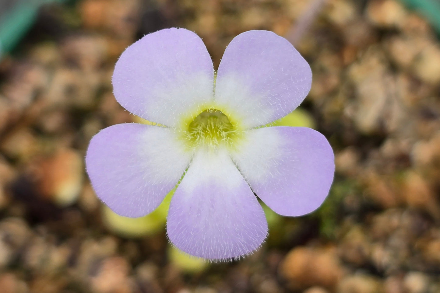 Pinguicula pilosa - Mexican Butterwort