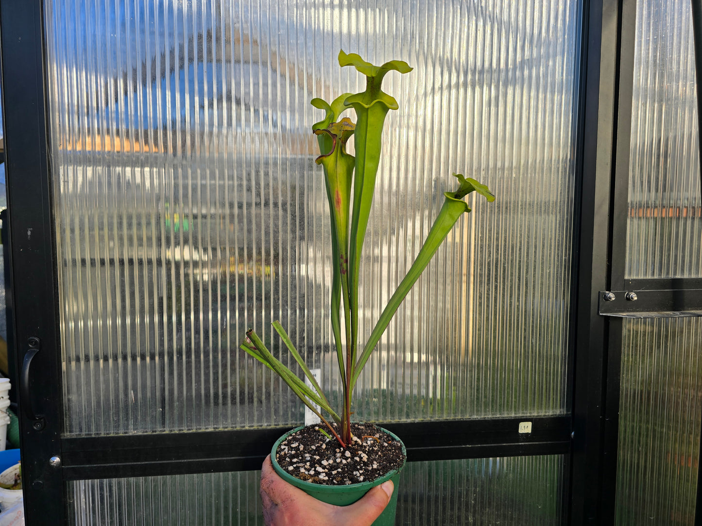 Sarracenia flava var. rugelii (Edmund, Lexington County, South Carolina, USA) - American Pitcher Plant