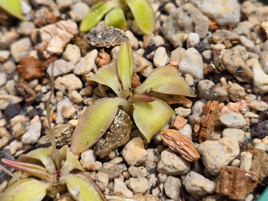 Pinguicula orchidioides - Mexican Butterwort