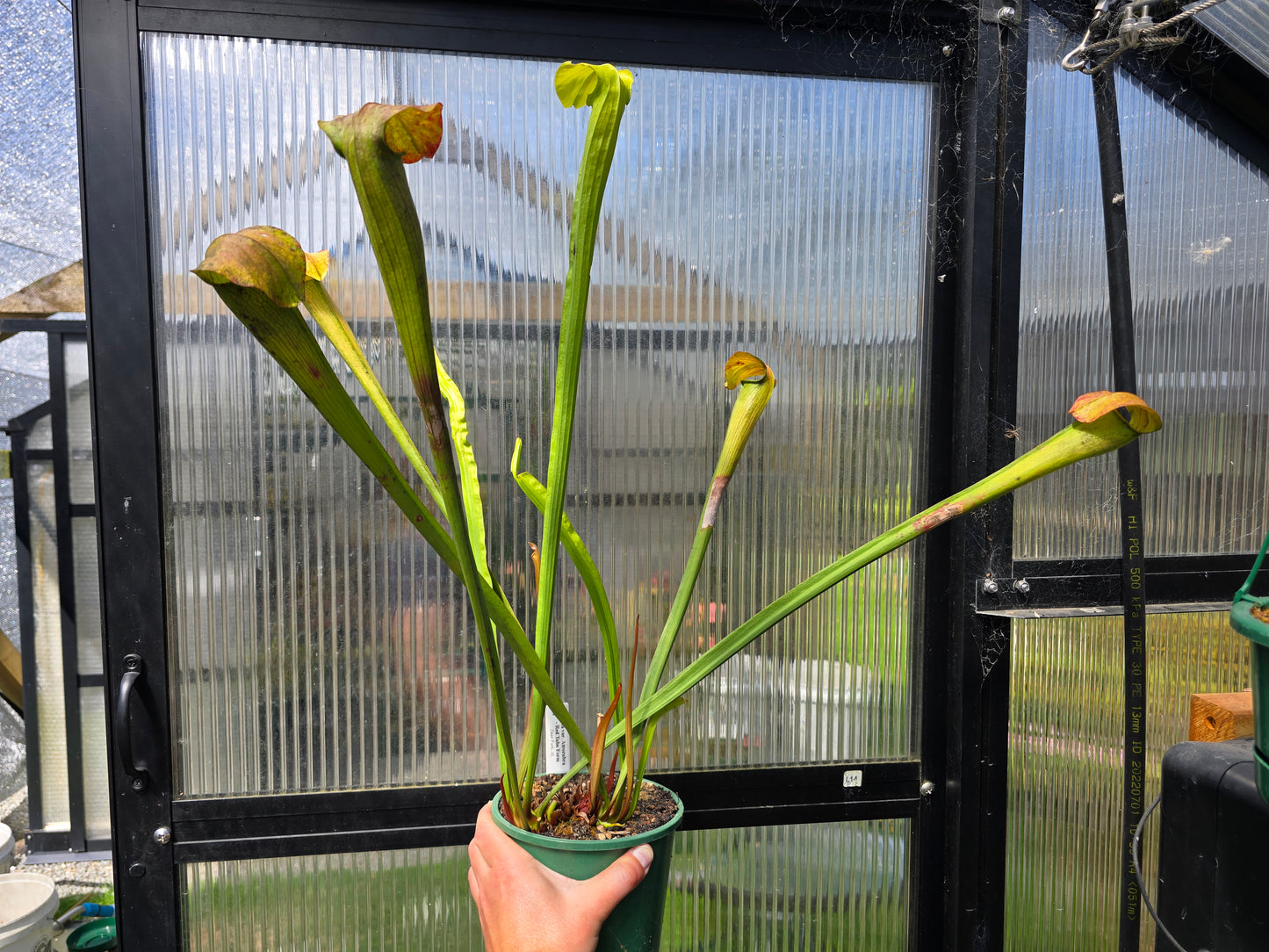 Sarracenia alata var. atrorubra - 'Red Tube Form' (Deer Park, Alabama, USA) - American Pitcher Plant