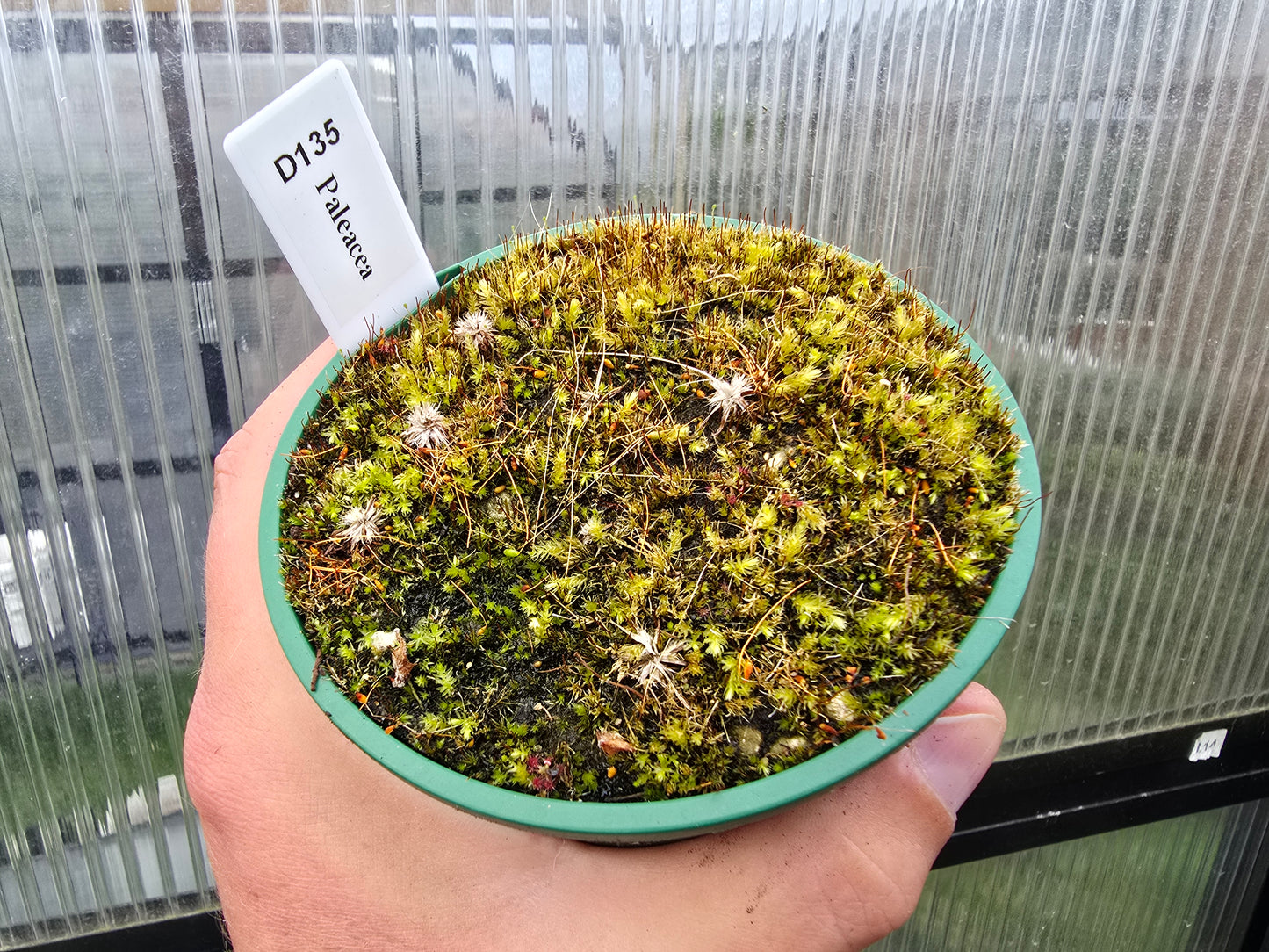 Drosera paleacea - Pygmy Sundew