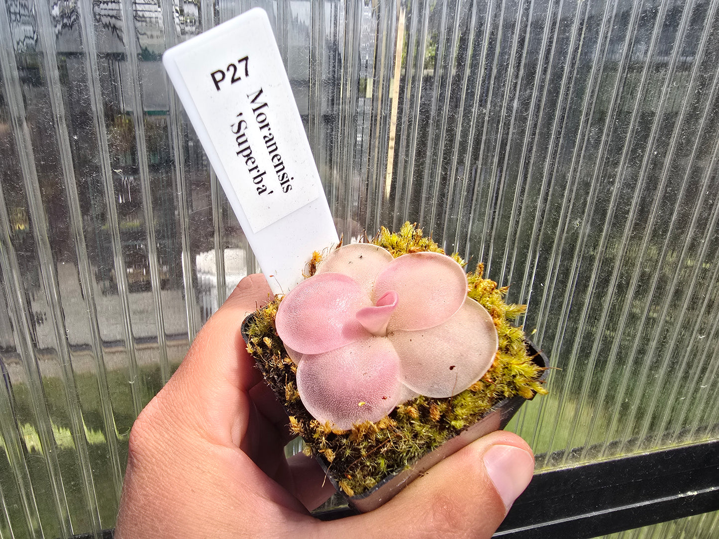 Pinguicula moranensis 'Superba' - Mexican Butterwort