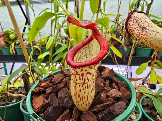 Nepenthes ventricosa x talangensis (Male) - Highland Tropical Pitcher Plant