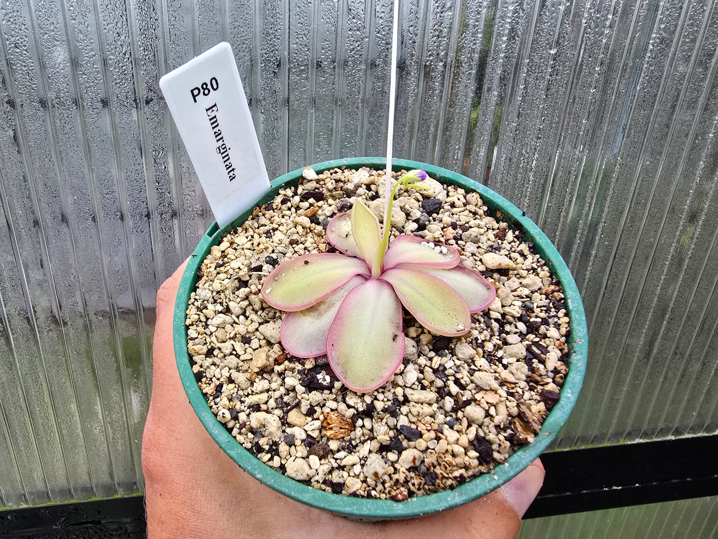 Pinguicula emarginata - Mexican Butterwort