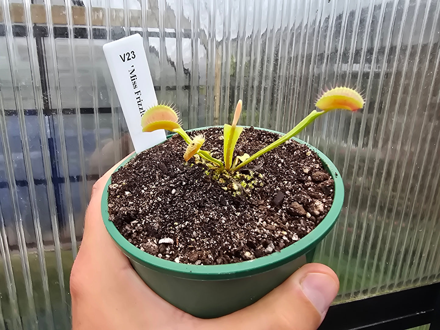 Dionaea muscipula 'Miss Frizzles' - Venus Fly Trap