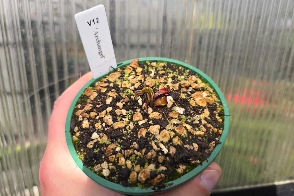 Dionaea muscipula 'Archangel' - Venus Fly Trap