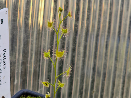 Drosera peltata (Tianjara, Shoalhaven, New South Wales, Australia) - Tuberous Sundew