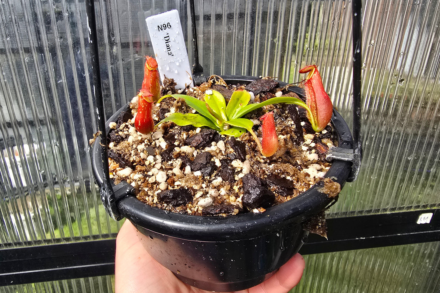 Nepenthes 'Diana' - Intermediate Tropical Pitcher Plant