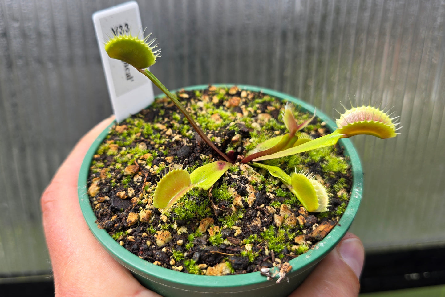 Dionaea muscipula 'Our Best Typical Clone' - Venus Fly Trap