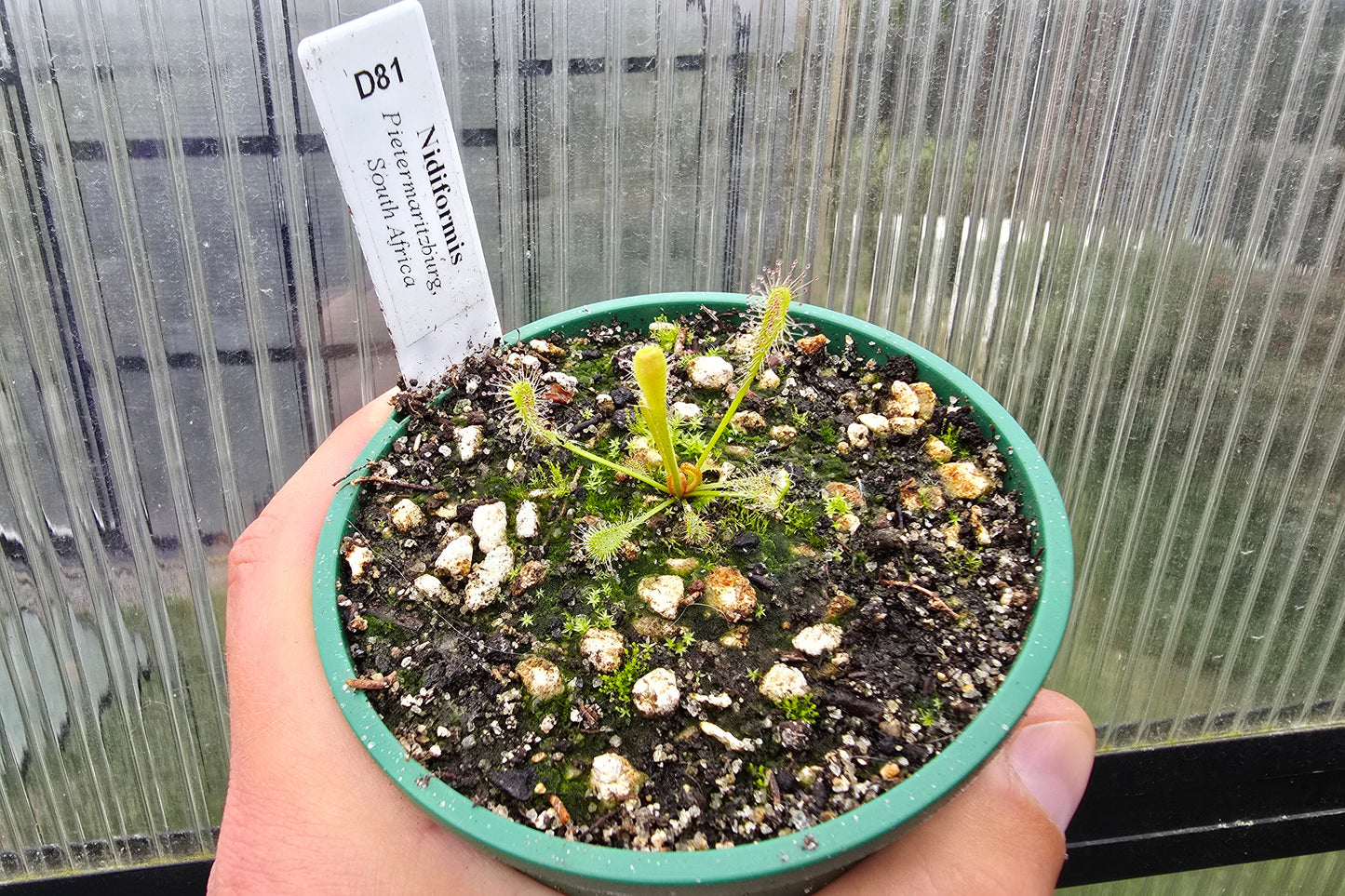 Drosera nidiformis (Pietermaritzburg, South Africa) - The Nestle Leafed Sundew