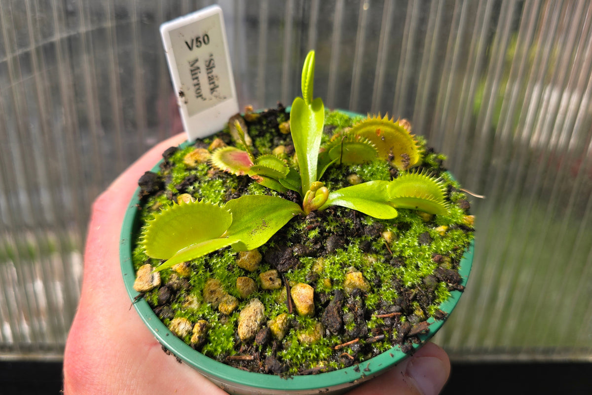 Dionaea muscipula 'Shark Mirror' - Venus Fly Trap