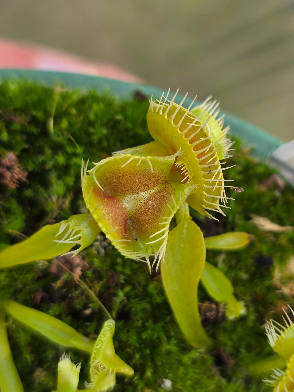 Dionaea muscipula 'Autokrator' - Venus Fly Trap
