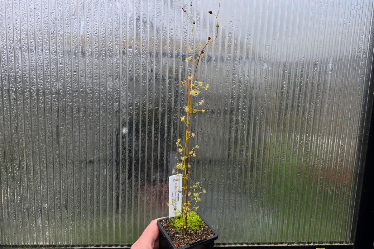 Drosera gunniana (Dubbo, New South Wales, Australia) - Tuberous Sundew